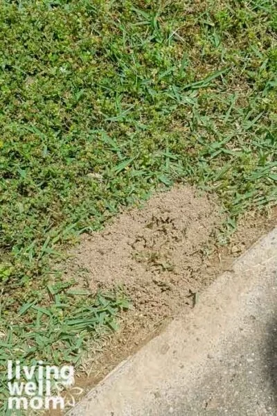 Fire ant pile in the grass
