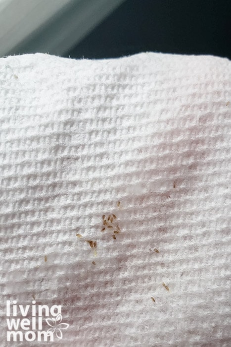 tiny lice on paper towel