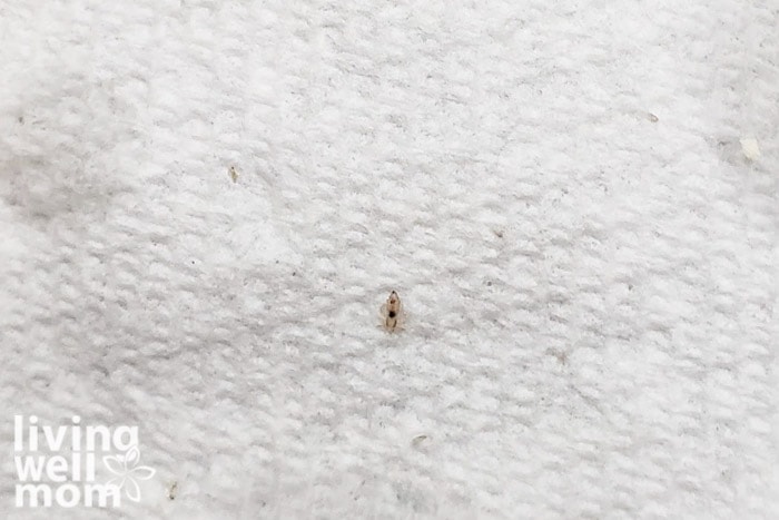 tiny louse on paper towel