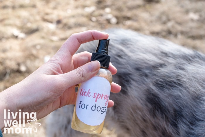 spraying dog with homemade tick spray 