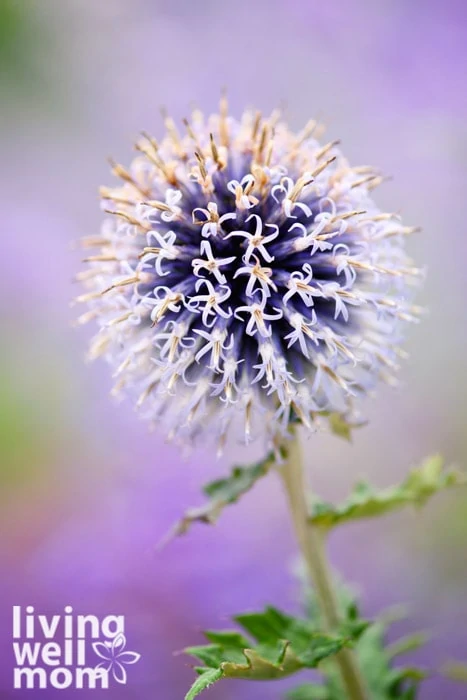 Purple flower with blurred background