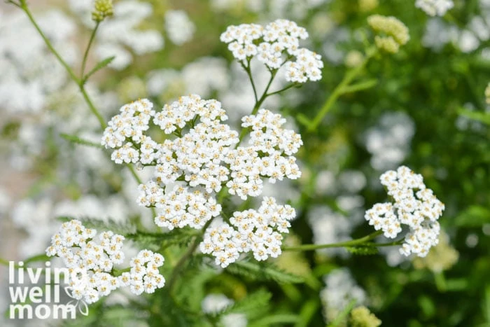A close up of white yarrow flower