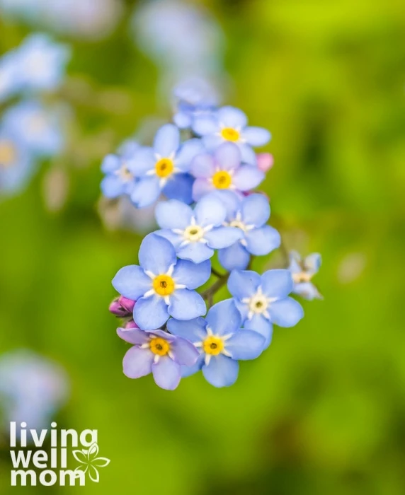 Small blue flowers with yellow centers