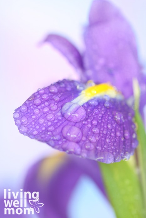 Purple flower with dew